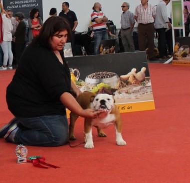 Especializada bulldog Vila Franca de Xira (Portugal)