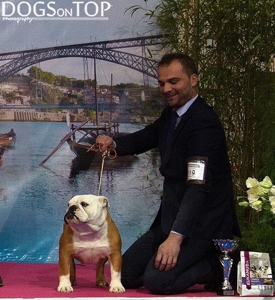 Onahia del Atlante ginger gana el ccj de Oporto y se clasifica para Cruft,quedando 1 del grupo dos y 3 del best in show joven